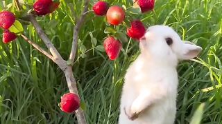 Animal are cute