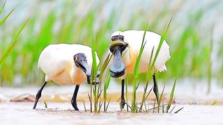 Most Beautiful Birds 06 #natural #happy #relaxingvideo #shorts