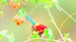 Most Beautiful Birds 07 #nature #febspotshorts