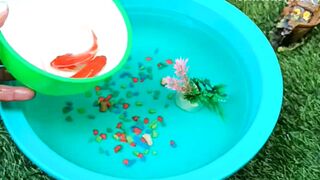 Cute Animals Videos ornamental fish, koi fish, Koki fish, catfish, betta fish, Molly, Animals Videos