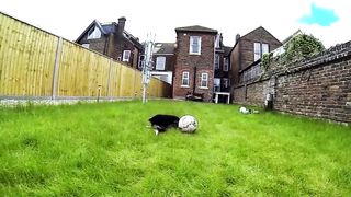 FUNNY DOGS COMPILATION 2