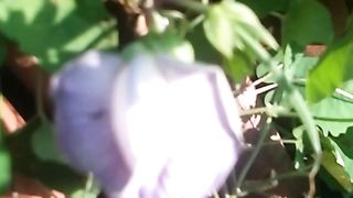 Animal liberal 7