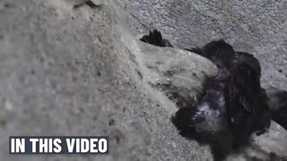 How Most Expensive Bird Nests Is Harvest - Edible Birds Nests Farming Technique - Swiftlet Farm