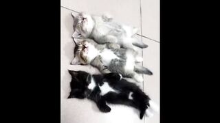 Cute baby animals videos????