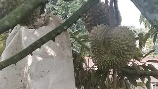 Durian montong 2