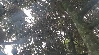 Durian montong berbuah lebat