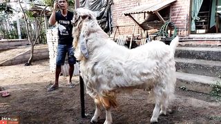 Kambing Asli Indonesia Dengan Warna BULE PUTIH