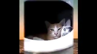 cutest cat