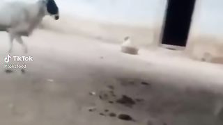 Le bélier catcheur ????????????