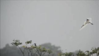 beautiful birds 1