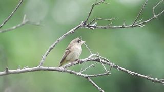 a wonderful bird 2