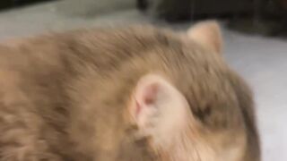 Cute cats 18