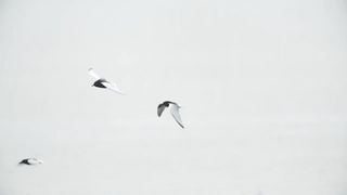 a wonderful bird 3