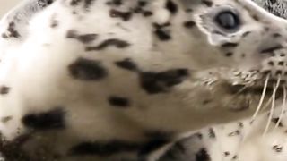 3 dangerous animals around / around us