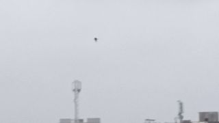 Kite Flight no