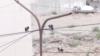 Crows Family