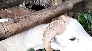 Beautiful Goats Kambing domba bagus