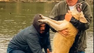 A friend will not leave you in trouble. Super friendship between a man and a dog !!!