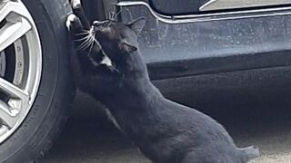 black cat scratching car tires kucing hitam garuk garuk ban mobil