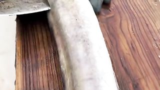 What is this fish name?