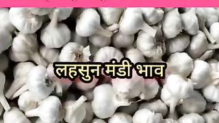 Today garlic mandi rate in india