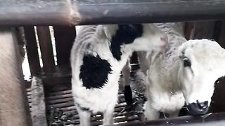 Domba lagi makan rumput dikandang