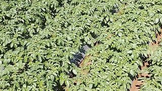 Potato plant