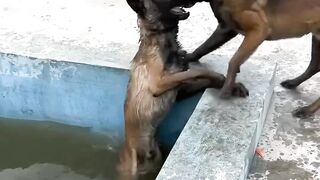 Dog Friendship!!!  Strongest in the world.Super video 2023