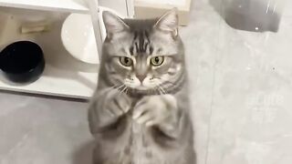 Funny cats