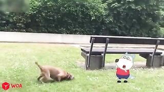 Little cute puppy