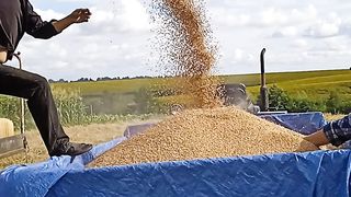 Жныва