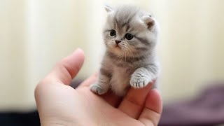 Funny cat moment . Try to not laugh