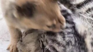 Cat vs dog videos