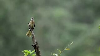 Bulbul - Song