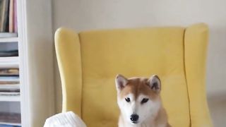 Amazing facts about dog