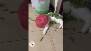 LOL, Crazy Funny Cats Moments Latest Funny Cats Shorts Videos Clips ???????????? -EPS706.