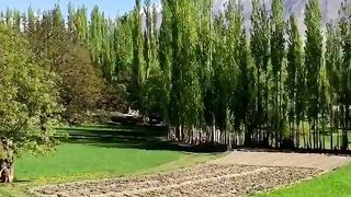 Wazer pur