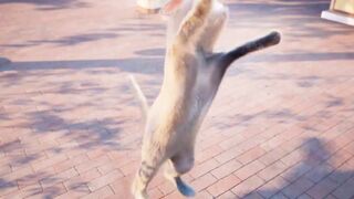 Cat Banana animation 4
