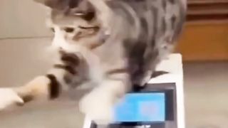 Funniest cats????In The World???? Funny and Fails Pets Video #shorts #54 #cats #funny