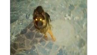 German Shepherd 2