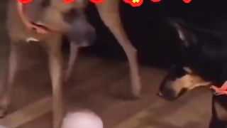 كلب اوفى من الانسان
