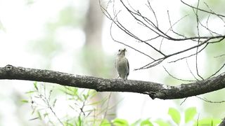 Bulbul-Song 5