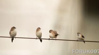 A wonderful bird 6