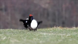A Morning at a Black Grouse Lek 7