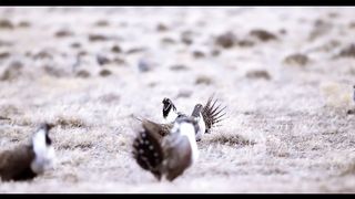 Greater Sage Grouse Sounds 8