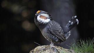 Sooty Grouse Calling 9