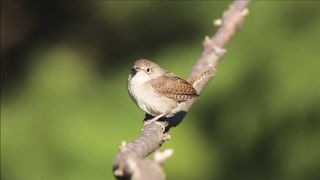 House Wren 10