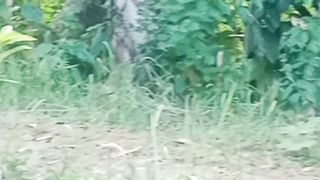Animals 31