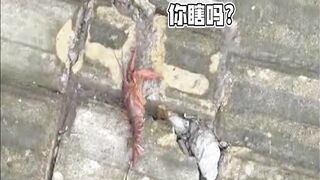 funny dog 12