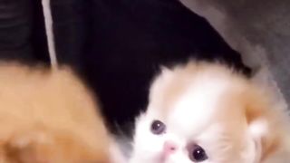 Chatons 1 mois - Kitten one month